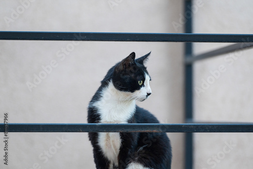 Canvas Print Black and white coloured cat sitting on the fire escape.