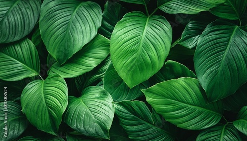 green abstract nature background #811388524