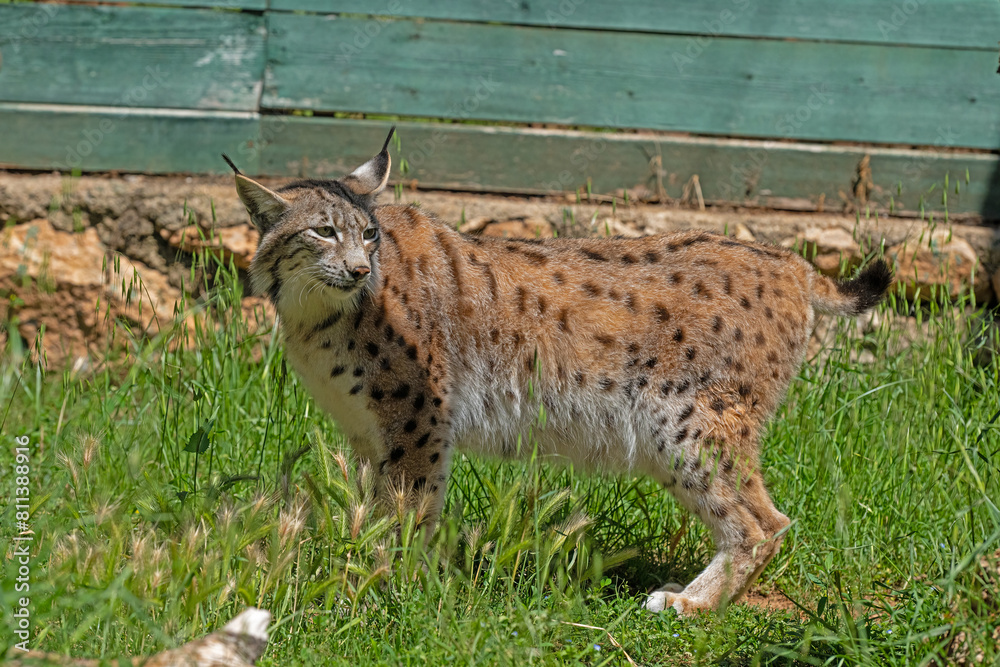Obraz premium Side view of Eurasian Lynx (Lynx lynx)
