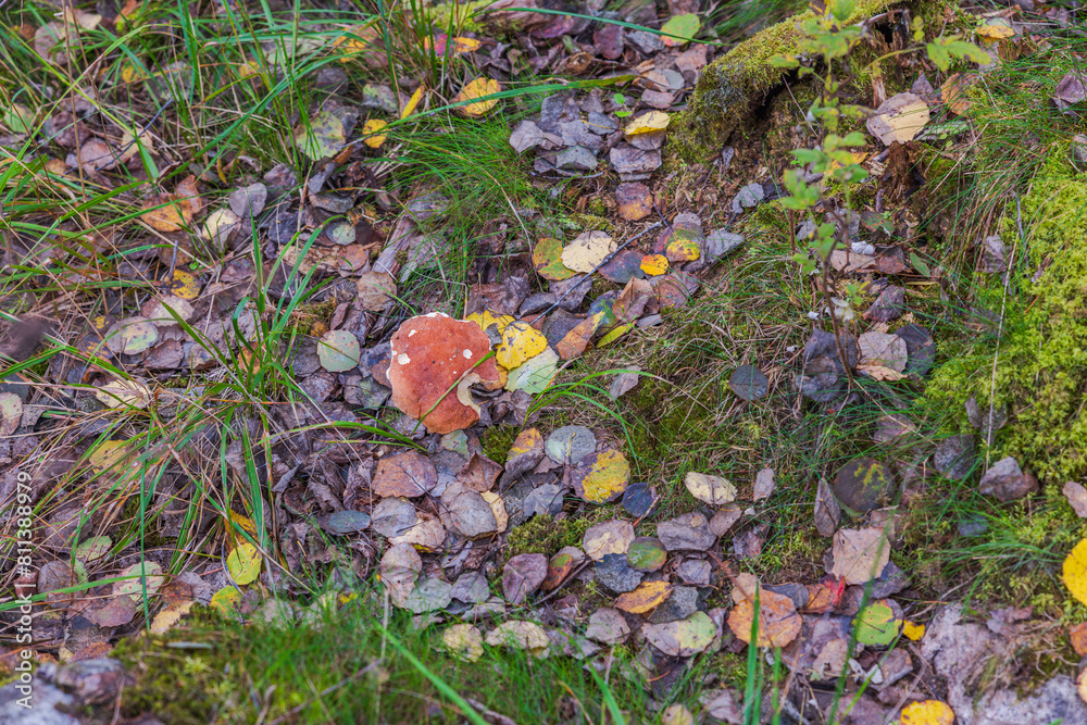 Close-up view of brittle gill mushroom mushroom with red cap growing in the forest. Close-up view of brittle gill mushroom mushroom with red cap growing in the forest.