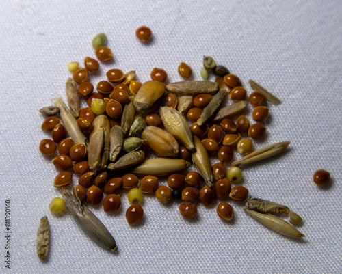 Seeds of oats, wheat, barley, rye and millet. Grass for cats. photo