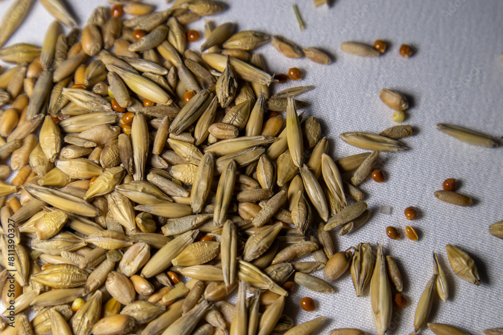 Seeds of oats, wheat, barley, rye and millet. Grass for cats. Seeds of oats, wheat, barley, rye and millet. Grass for cats.