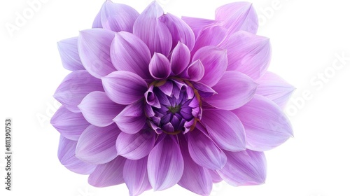 Purple Dahlia flower isolated on white background with no shadows and clipping path close up shot displaying natural beauty