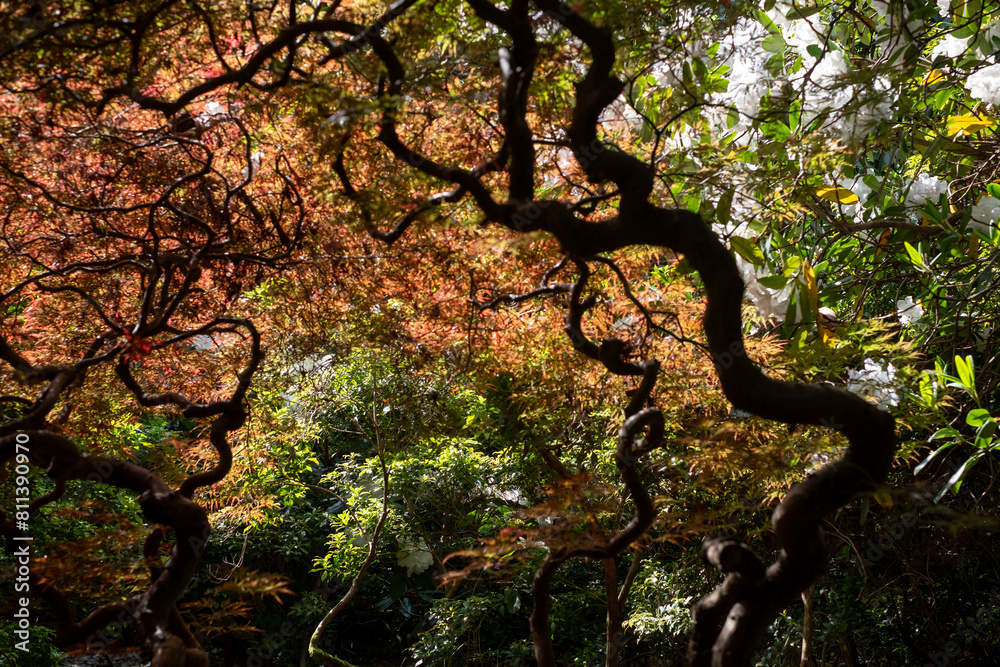 Sunlight shines through new foliage on acer maple trees in spring. They grow amongst ancient rhododendron trees at Leonardslee gardens, Horsham, West Sussex in the south of England. Sunlight shines through new foliage on acer maple trees in spring. They grow amongst ancient rhododendron trees at Leonardslee gardens, Horsham, West Sussex in the south of England.
