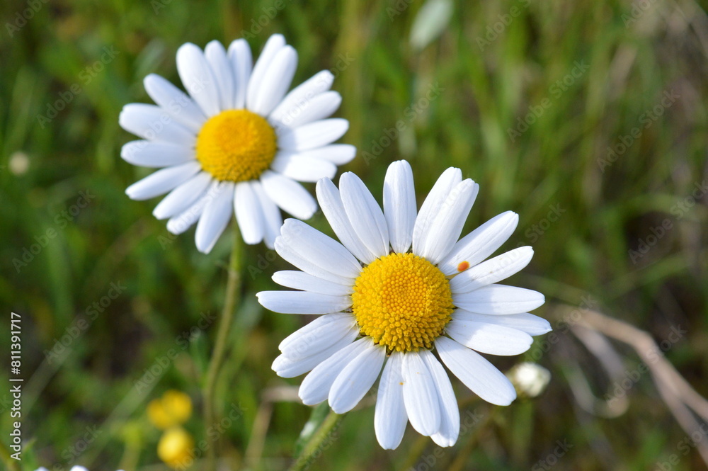 Fototapeta premium Blumen, Gänseblümchen, Kamille