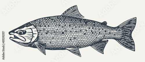 Salmon. Vintage Woodcut engraving style vector illustration.  photo