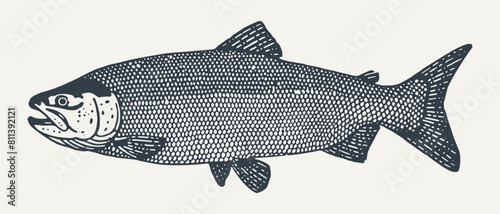 Salmon, Vintage Woodcut engraving style vector illustration. 