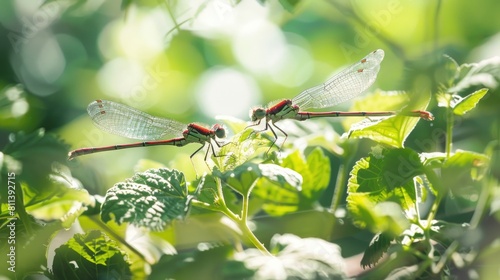 Pair of Large Red Damselfly or Pyrrhosoma nymphula in Spring photo