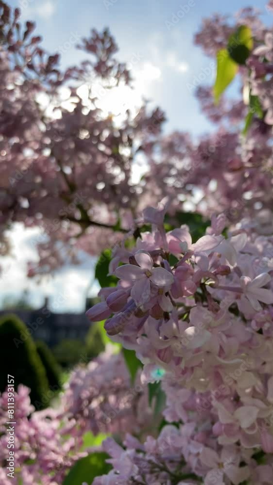 Sunshine and pale pink lilacs in the garden Sunshine and pale pink lilacs in the garden