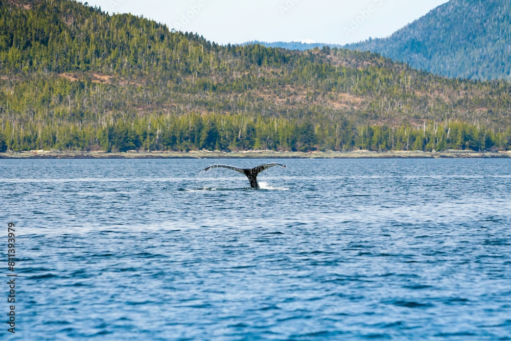 Φωτογραφία The fluke of a Humpback whale as it dives near Ketchikan, Alaska
