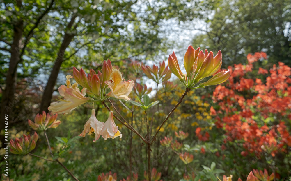 Rhododendron buds, growing on large rhododendron trees next to the lake in spring at Leonardslee Gardens, Horsham, West Sussex in the south of England. Rhododendron buds, growing on large rhododendron trees next to the lake in spring at Leonardslee Gardens, Horsham, West Sussex in the south of England.