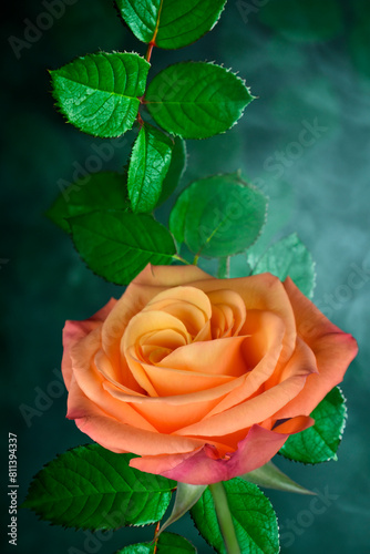 Beautiful orange rose in the summer garden