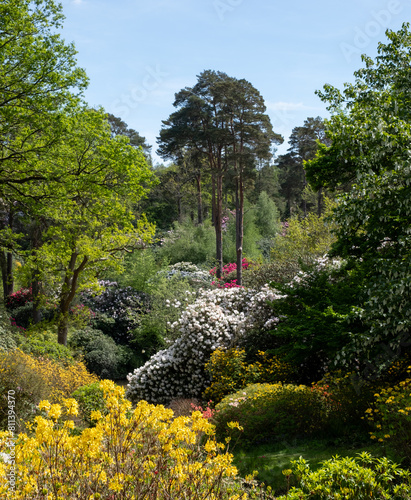 Variety of shrubs and trees  including colourful rhododendrons  growing next to the lake in spring at Leonardslee Gardens  Horsham  West Sussex in the south of England.