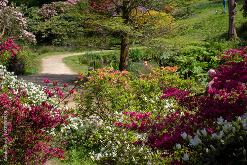Variety of shrubs and trees, including colourful rhododendrons, growing next to the lake in spring at Leonardslee Gardens, Horsham, West Sussex in the south of England.