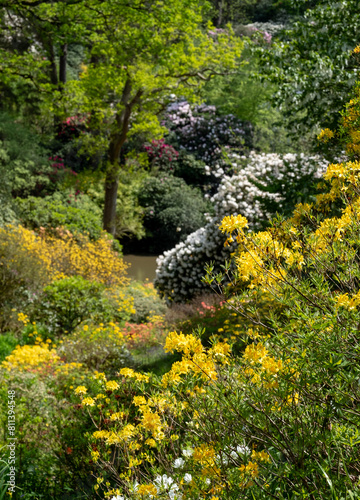 Variety of shrubs and trees, including colourful rhododendrons, growing next to the lake in spring at Leonardslee Gardens, Horsham, West Sussex in the south of England. photo