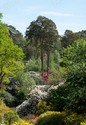 Variety of shrubs and trees, including colourful rhododendrons, growing next to the lake in spring at Leonardslee Gardens, Horsham, West Sussex in the south of England.