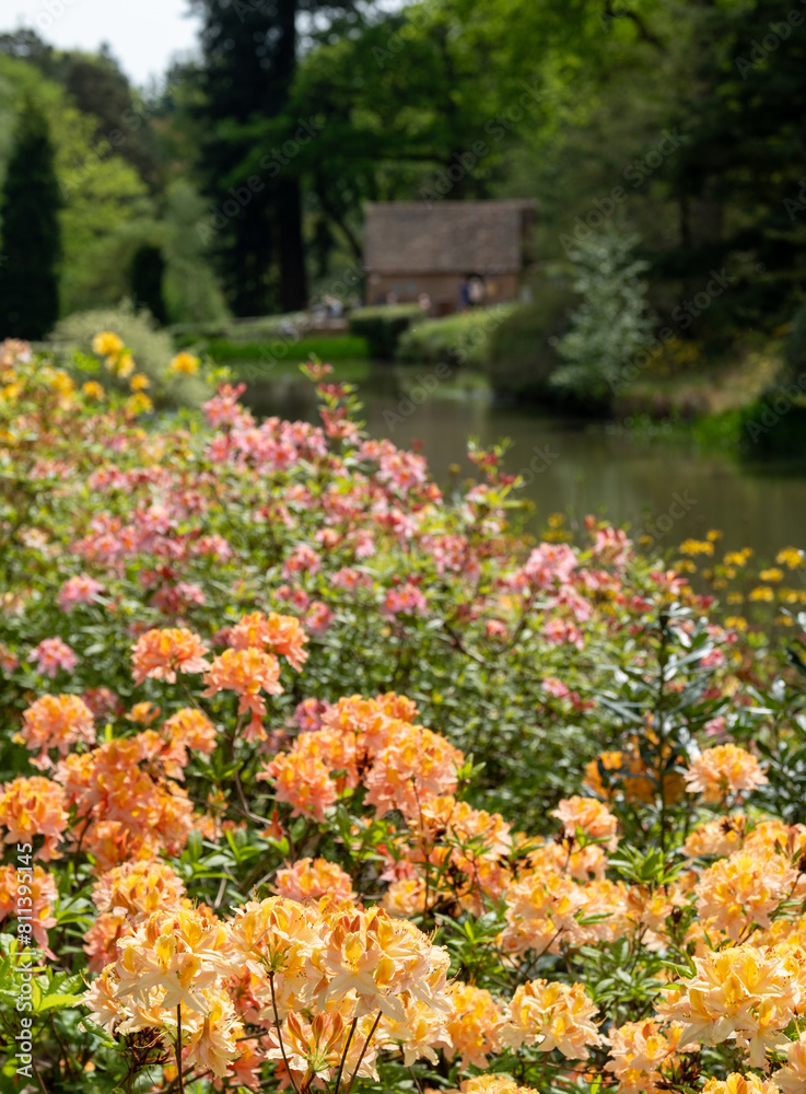 Variety of shrubs and trees, including colourful rhododendrons, growing next to the lake in spring at Leonardslee Gardens, Horsham, West Sussex in the south of England. Variety of shrubs and trees, including colourful rhododendrons, growing next to the lake in spring at Leonardslee Gardens, Horsham, West Sussex in the south of England.