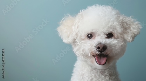 Cheerful Bichon Frise Dog Portrait with Space for Text