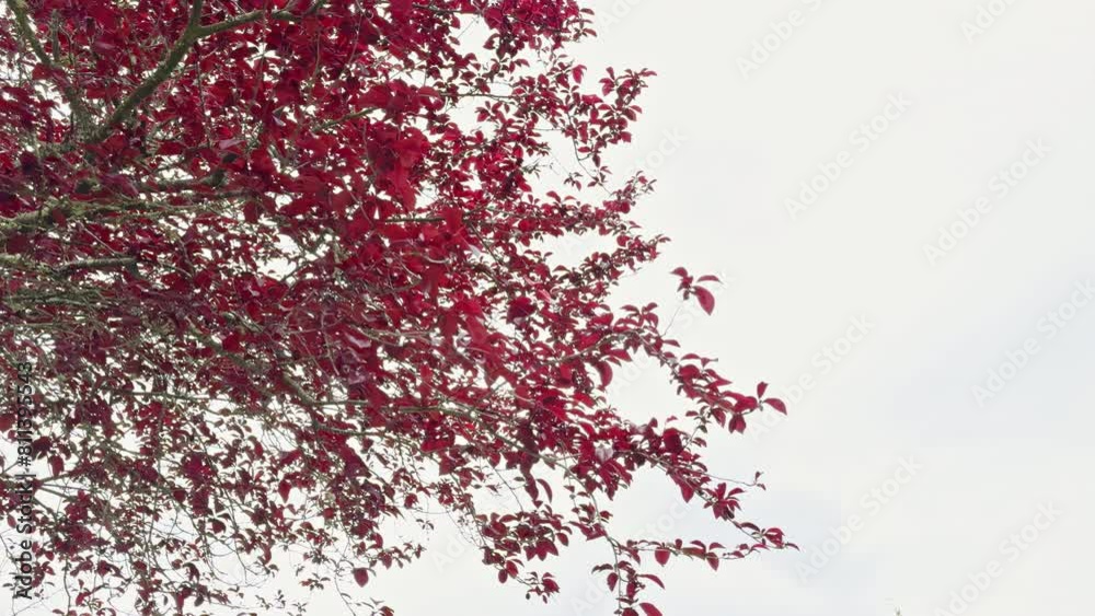 Vibrant Red Leaves Against Bright Sky Vibrant Red Leaves Against Bright Sky