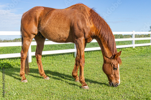 A mature chestnut Thoroughbred gelding grazing on green grass next to a white board fence.  photo