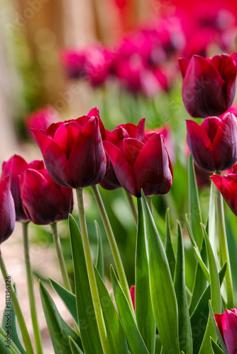 red tulips in the garden