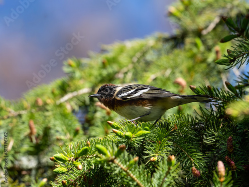 Bay-breasted Warbler on spruce tree in Spring