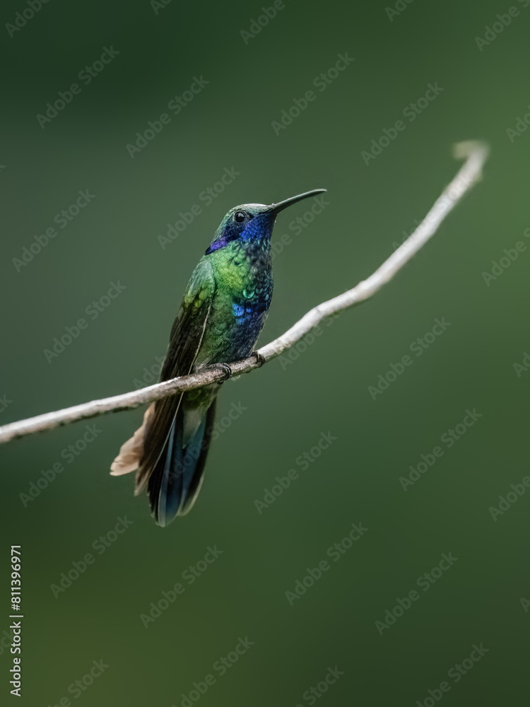 Fototapeta premium Sparkling Violetear Hummingbird on a stick against green background