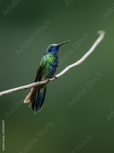 Sparkling Violetear Hummingbird on a stick against green background