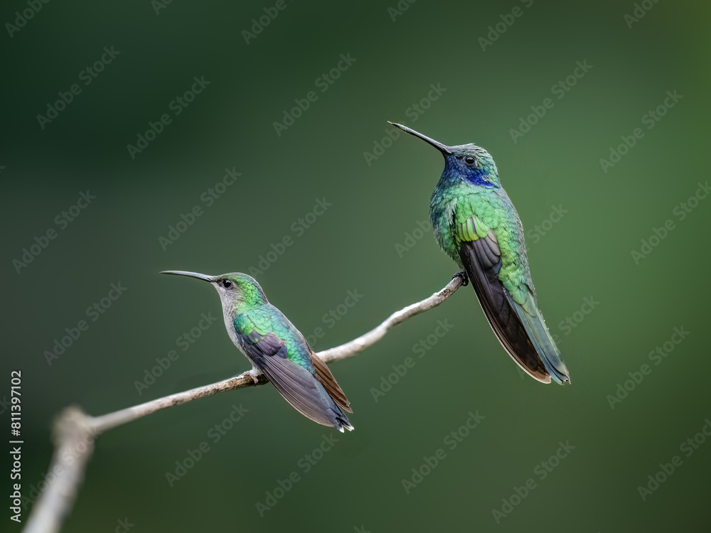Fototapeta premium Two Fork-tailed Woodnymph hummingbirds on tree branch against green background