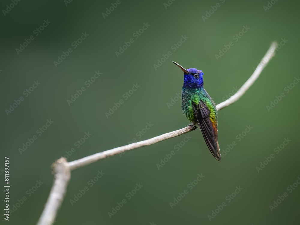 Fototapeta premium Golden-tailed Sapphire Hummingbird on a stick against green background