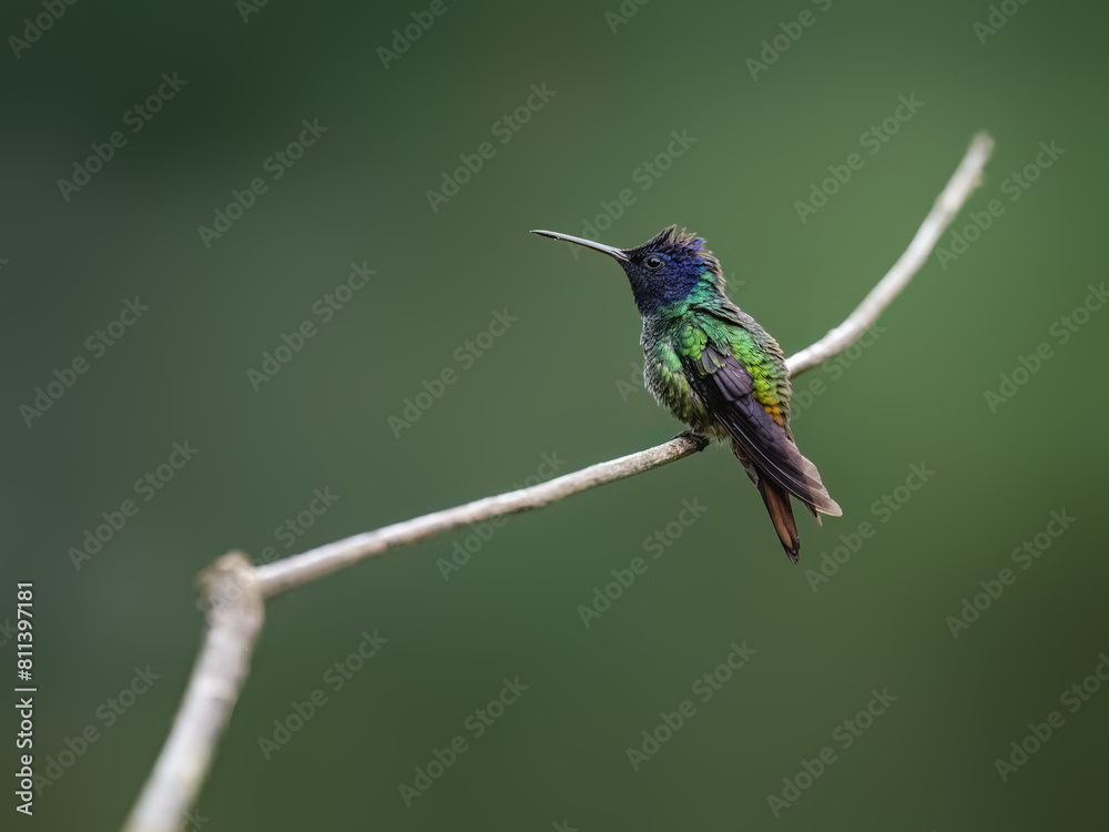Golden-tailed Sapphire Hummingbird on a stick against green background Golden-tailed Sapphire Hummingbird on a stick against green background