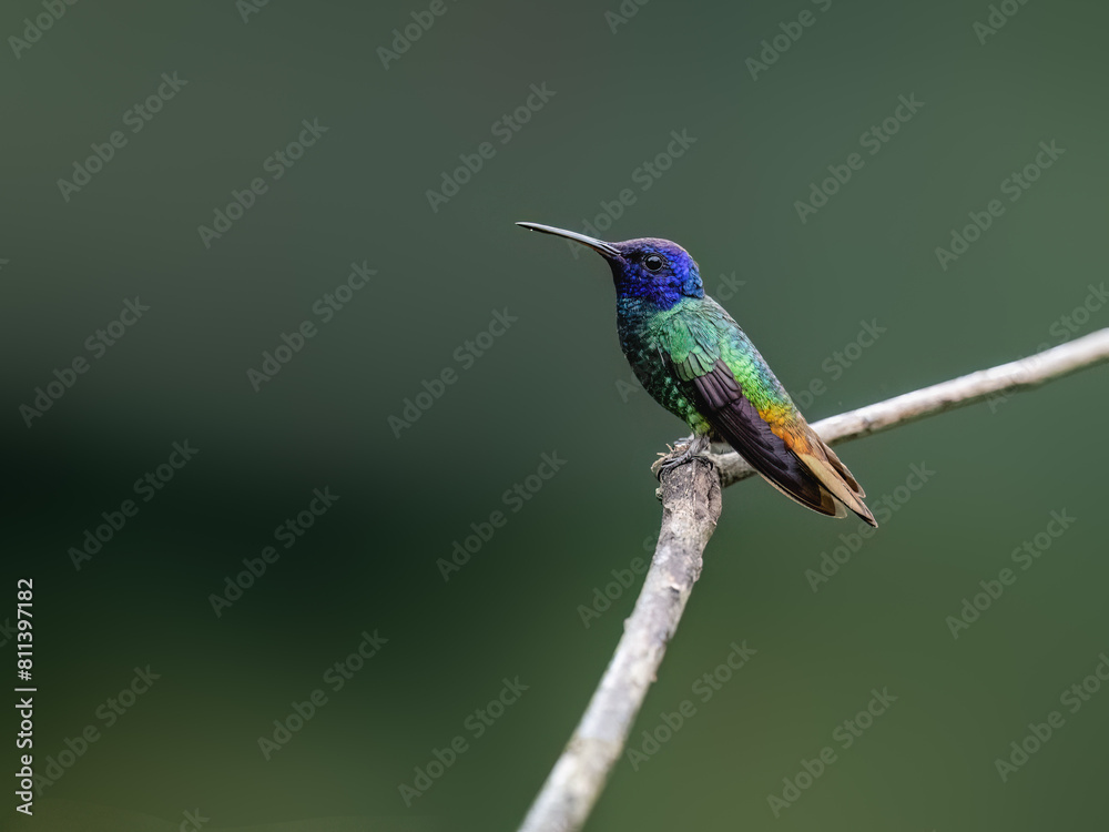 Golden-tailed Sapphire Hummingbird on a stick against green background Golden-tailed Sapphire Hummingbird on a stick against green background