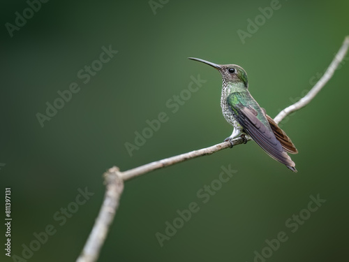 Many-spotted Hummingbird on a stick against  green background