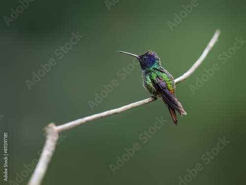 Golden-tailed Sapphire Hummingbird on a stick against green background