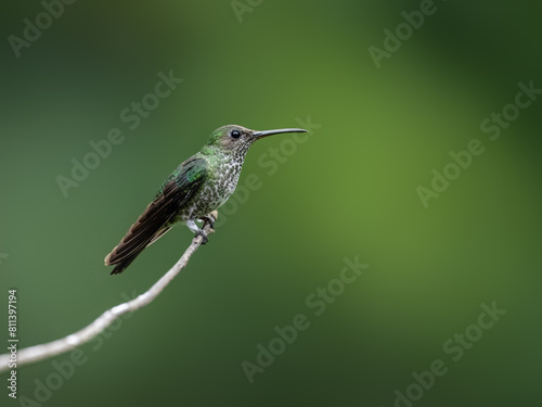 Many-spotted Hummingbird on a stick against  green background
