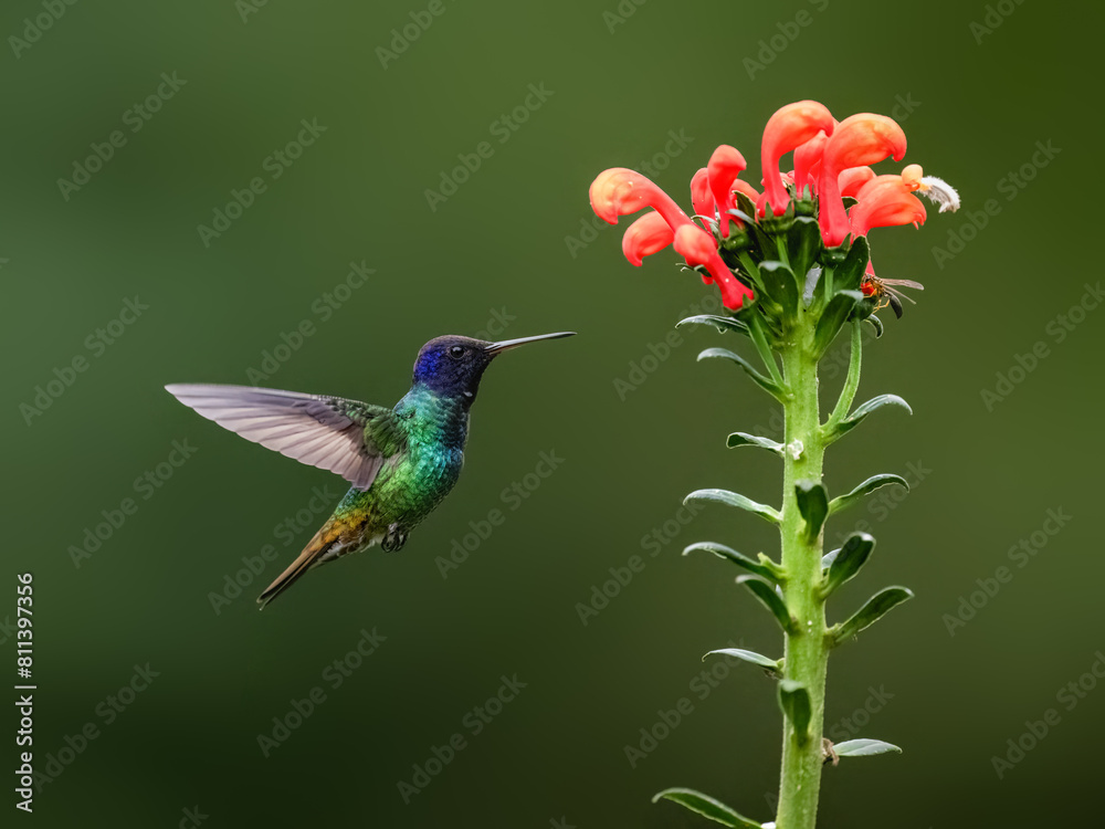 Fototapeta premium Golden-tailed Sapphire Hummingbird in flight collecting nectar from a red flower against green background