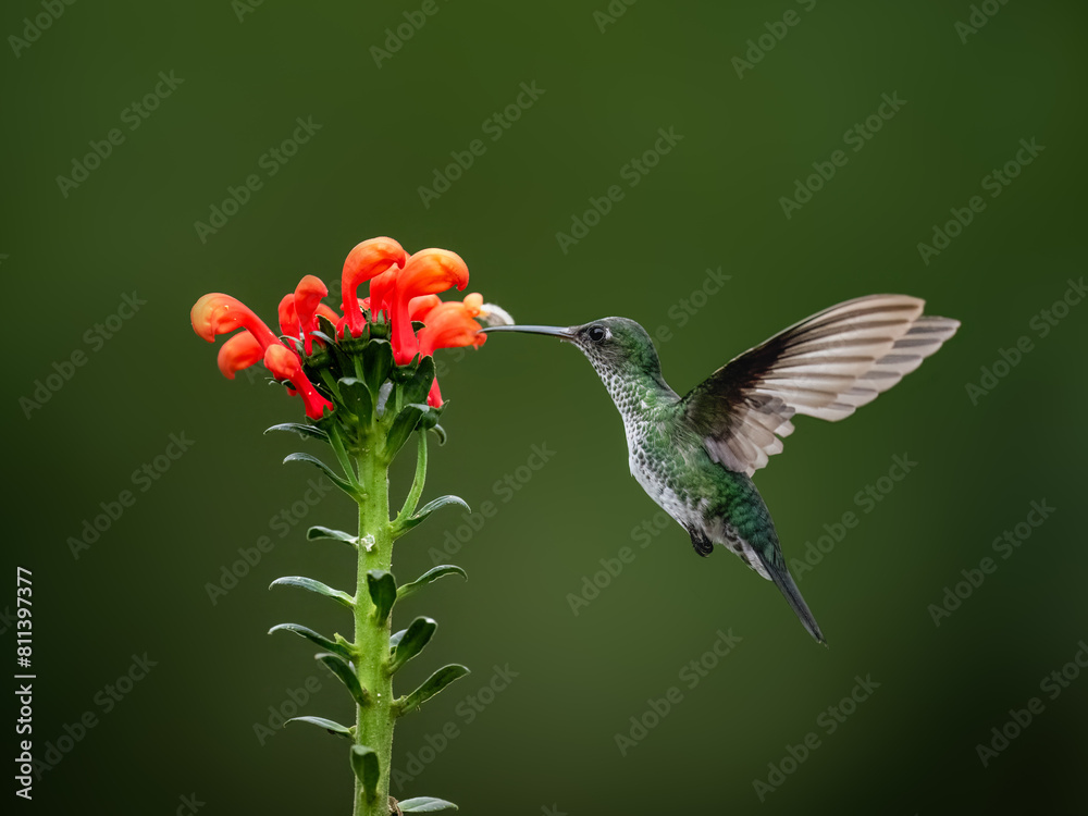 Fototapeta premium Many-spotted Hummingbird in flight collecting nectar from a red flower against green background