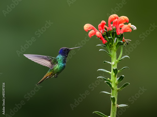 Golden-tailed Sapphire Hummingbird in flight collecting nectar from a red flower against green background