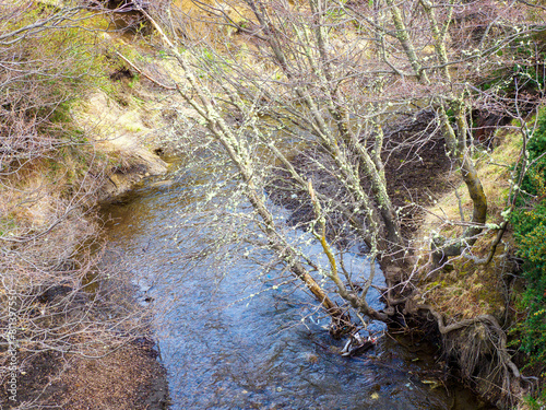 Mountain stream with early spring trees, Chile