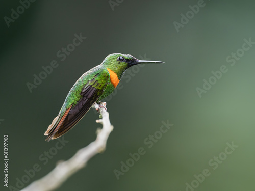 Gould's Jewelfront Hummingbird on a stick against  green background © FotoRequest