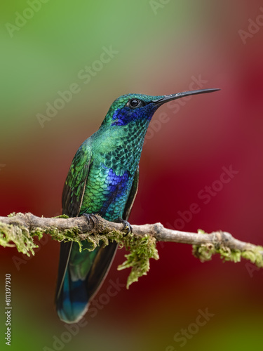 Sparkling Violetear Hummingbird on a mossy branch against green and red background