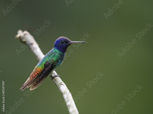 Golden-tailed Sapphire Hummingbird on mossy branch against green background
