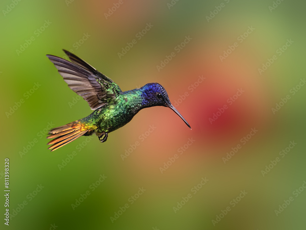 Fototapeta premium Golden-tailed Sapphire Hummingbird in flight