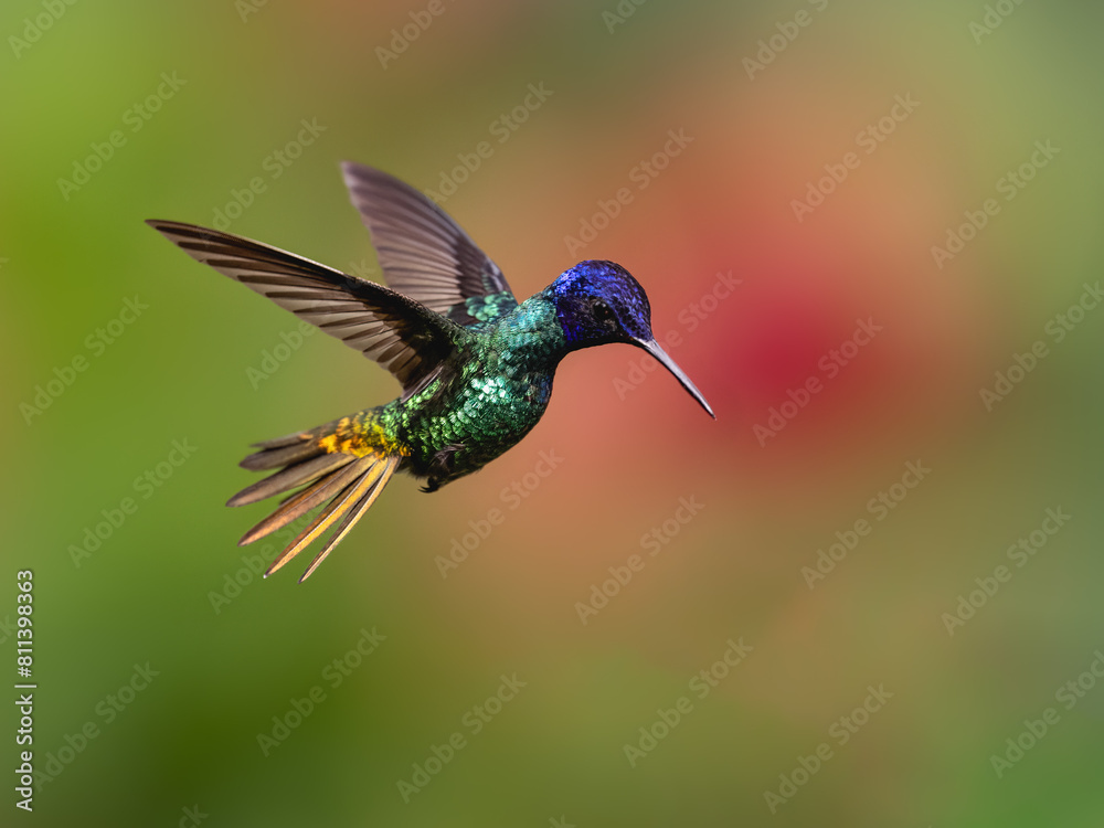Fototapeta premium Golden-tailed Sapphire Hummingbird in flight