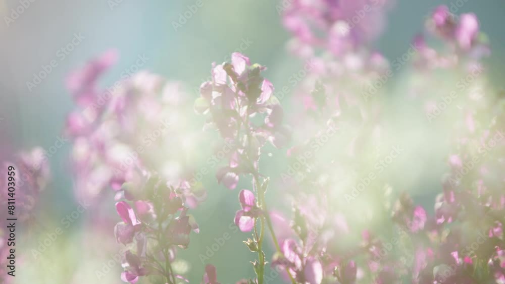Linaria taken with backlight Linaria taken with backlight