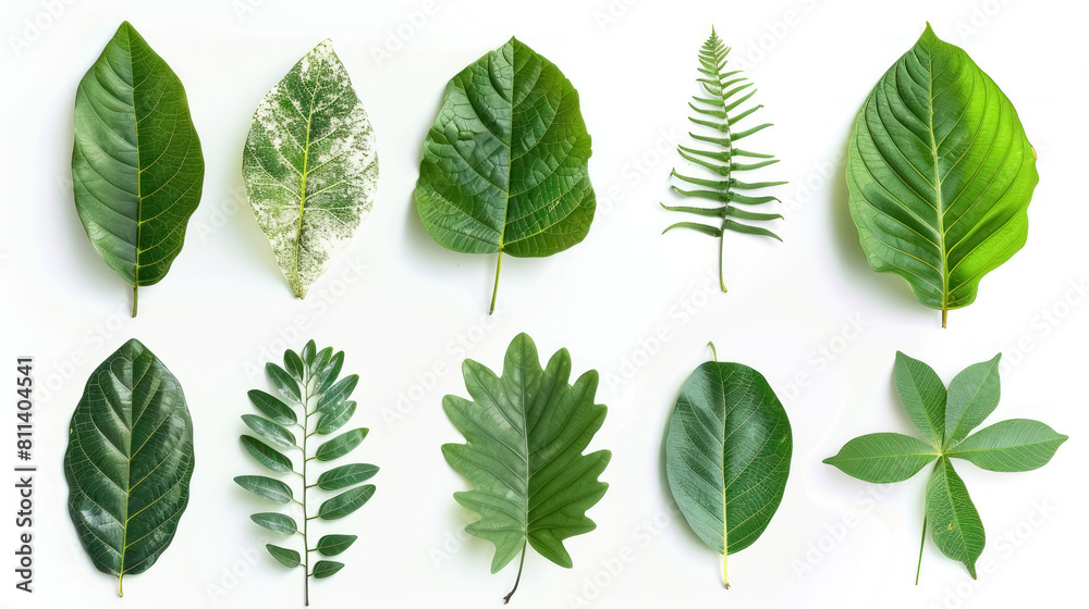 Diverse Green Leaves Collection Isolated on White for Botanical Studies Diverse Green Leaves Collection Isolated on White for Botanical Studies