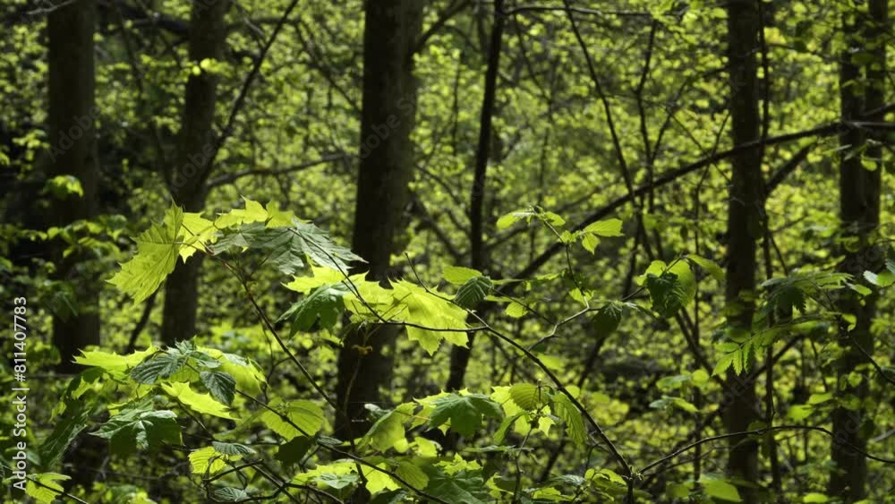 In the deciduous forest thickness. Close-up of sunlit, lush green leaves on young maple tree branches. The shallow depth of view is in this wild scenery of wild wooded nature. In the deciduous forest thickness. Close-up of sunlit, lush green leaves on young maple tree branches. The shallow depth of view is in this wild scenery of wild wooded nature.