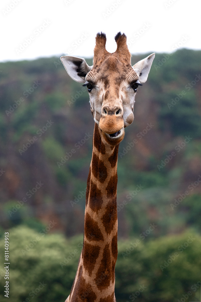 Naklejka premium Intimate portrait of a giraffe with a lush wooded hillside in the background.