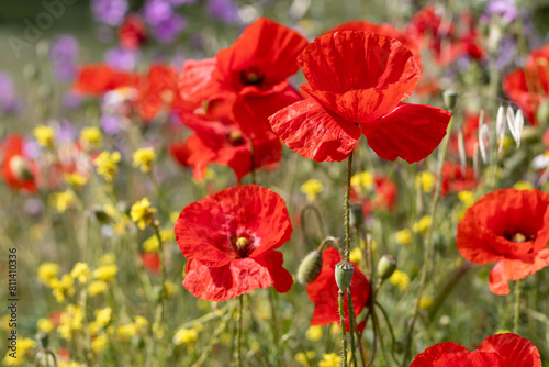 FLORES SILVESTRES.