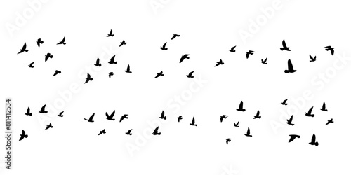 Bird sillhouette background in the sky. Flying birds silhouettes on white background. Vector illustration. isolated bird flying.